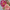 Floral Palette Knife Painting Class